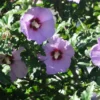 Rose of Sharon Althea Plant Quart Pot Shrub