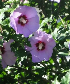 Rose of Sharon Althea Plant Quart Pot Shrub