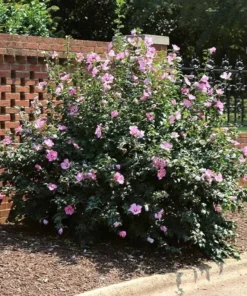 Rose of Sharon Althea Plant Quart Pot Shrub
