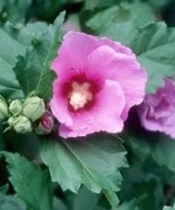 Rose of Sharon Althea Plant Quart Pot Shrub
