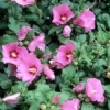 Rose of Sharon Aphrodite Althea Plant - Quart Pot - Flowering Shrub