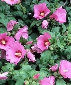 Rose of Sharon Aphrodite Althea Plant - Quart Pot - Flowering Shrub