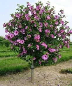 Rose of Sharon Aphrodite Althea Plant - Quart Pot - Flowering Shrub