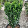 Sky Pencil Holly Plant Quart Pot - Upright Evergreen Shrub