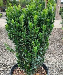 Sky Pencil Holly Plant Quart Pot - Upright Evergreen Shrub