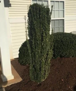 Sky Pencil Holly Plant Quart Pot - Upright Evergreen Shrub