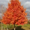 Sugar Maple Tree Quart Pot - Acer saccharum - Nursery Plant