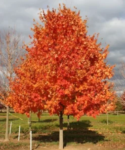 Sugar Maple Tree Quart Pot - Acer saccharum - Nursery Plant