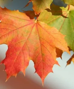 Sugar Maple Tree Quart Pot - Acer saccharum - Nursery Plant