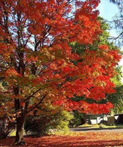 Sugar Maple Tree Quart Pot - Acer saccharum - Nursery Plant