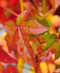 Sweet Gum Tree - Quart Pot - Shade Tree - Ornamental Tree