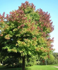 Sweet Gum Tree - Quart Pot - Shade Tree - Ornamental Tree