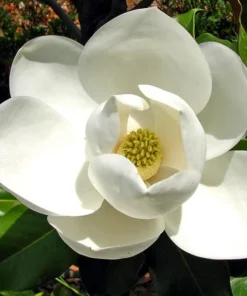 Sweetbay Magnolia Plant - Quart Pot Size - Fragrant White Flowers