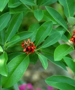 Sweetbay Magnolia Plant - Quart Pot Size - Fragrant White Flowers