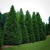 Thuja Green Giant Arborvitae Tree - 2.5 inch Pot - Evergreen Privacy Screen