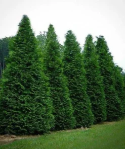 Thuja Green Giant Arborvitae Tree - 2.5 inch Pot - Evergreen Privacy Screen