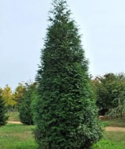 Thuja Green Giant Arborvitae Tree - 2.5 inch Pot - Evergreen Privacy Screen