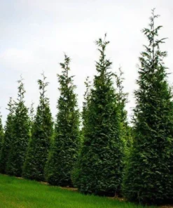 Thuja Green Giant Arborvitae Tree - 2.5 inch Pot - Evergreen Privacy Screen