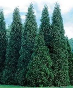 Thuja Green Giant Arborvitae Tree - 2.5 inch Pot - Evergreen Privacy Screen
