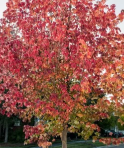 Trident Maple Tree - Quart Pot Size - Acer buergerianum