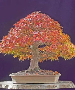 Trident Maple Tree - Quart Pot Size - Acer buergerianum