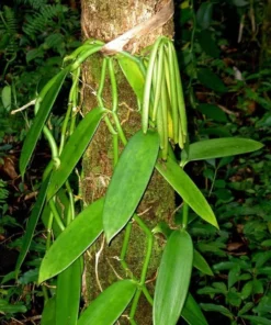 Vanilla Planifolia Plant Live Vanilla Bean Orchid, 4-6 Inches Tall