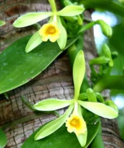 Vanilla Planifolia Plant Live Vanilla Bean Orchid, 4-6 Inches Tall