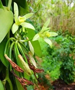 Vanilla Planifolia Plant Live Vanilla Bean Orchid, 4-6 Inches Tall