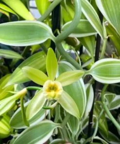 Variegated Vanilla Bean Orchid Live Plant 4" Pot Vanilla planifolia variegata