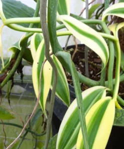 Variegated Vanilla Bean Orchid Live Plant 4" Pot Vanilla planifolia variegata