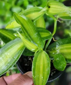 Variegated Vanilla Bean Orchid Live Plant 4