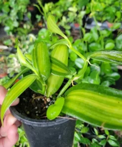 Variegated Vanilla Bean Orchid Live Plant 4