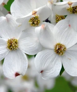 White Flowering Dogwood Plant Quart Pot - Ornamental Tree