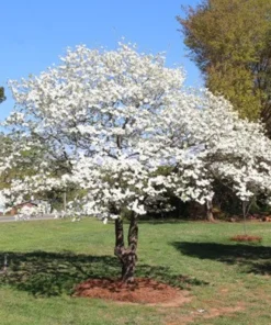 White Flowering Dogwood Plant Quart Pot - Ornamental Tree
