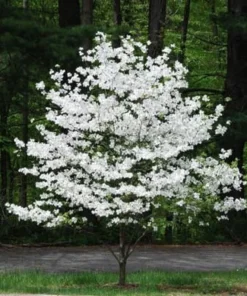 White Flowering Dogwood Plant Quart Pot - Ornamental Tree