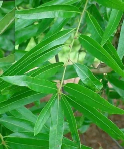 Willow Oak Tree - Quart Pot Size - Shade Tree