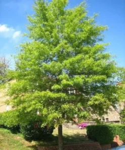 Willow Oak Tree - Quart Pot Size - Shade Tree