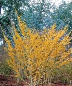 Witch Hazel Seedlings - 2 Bare Root Plants 1-2 ft - Garden Ready