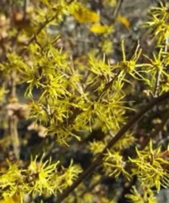 Witch Hazel Seedlings - 2 Bare Root Plants 1-2 ft - Garden Ready