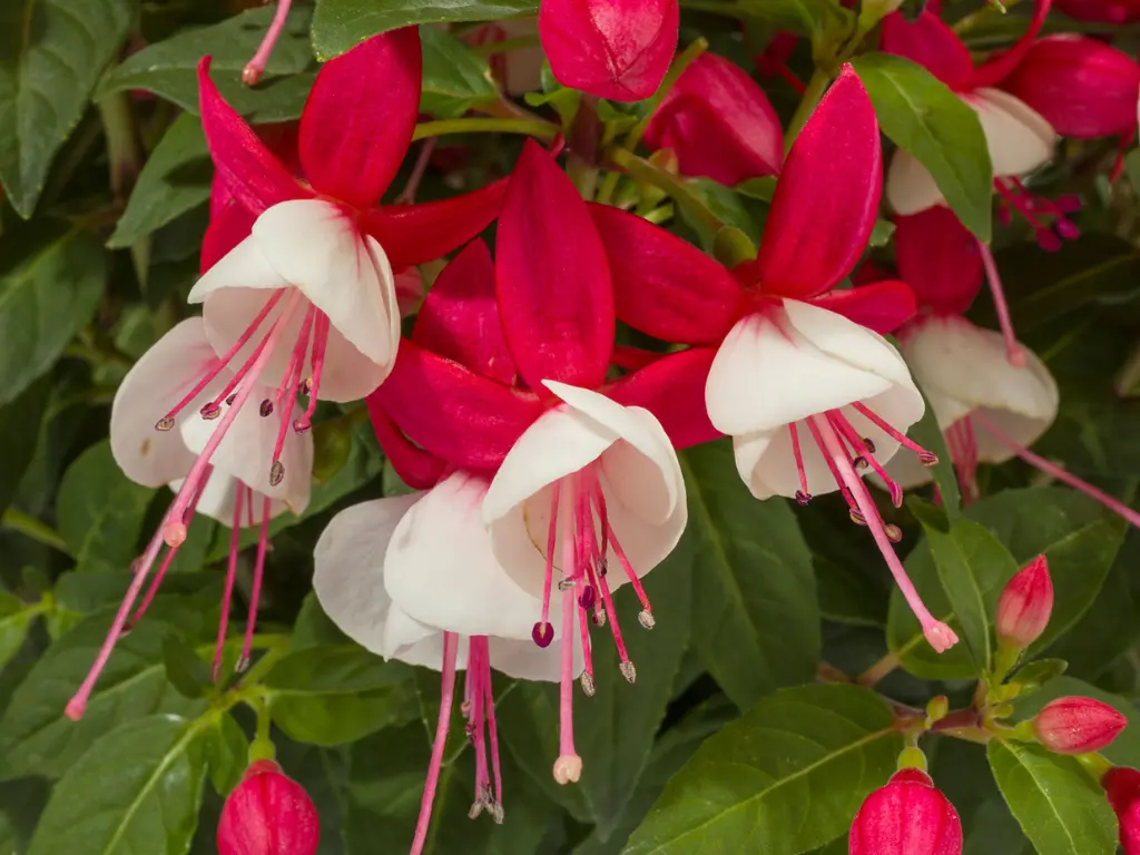 Fuchsia Care Made Easy: How to Grow Stunning Blooms
