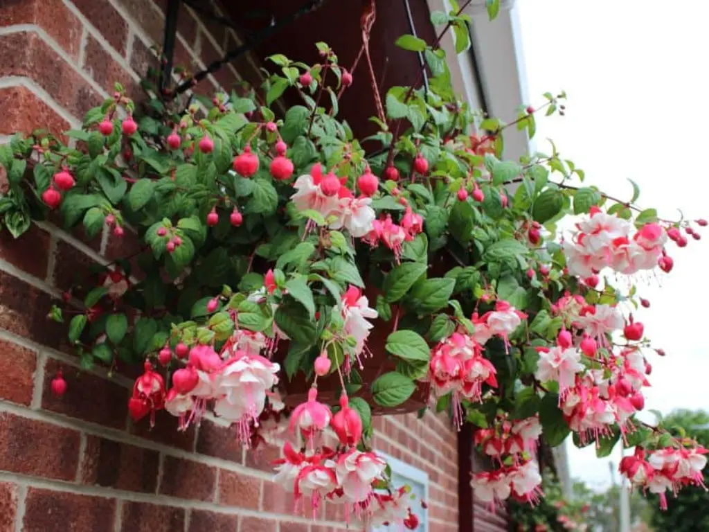Fuchsia Care Made Easy: How to Grow Stunning Blooms