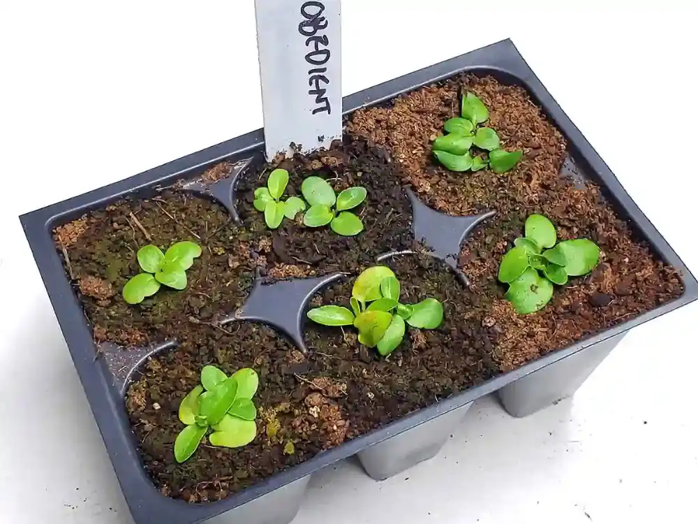 How to Grow Obedient Plants from Seeds: A Beginner’s Guide