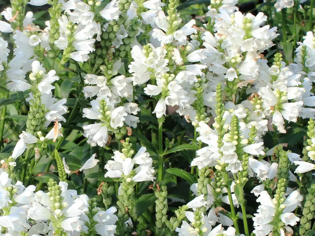 How to Grow Obedient Plants from Seeds: A Beginner’s Guide
