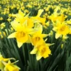 25 Daffodil Bulbs for Planting - Yellow Daffodil Flower Bulbs - Lent Lily - Yellow Narcissus Bulbs - Ornamental Plant for Outdoor Garden