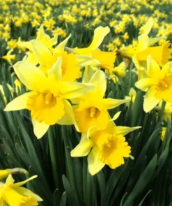 25 Daffodil Bulbs for Planting - Yellow Daffodil Flower Bulbs - Lent Lily - Yellow Narcissus Bulbs - Ornamental Plant for Outdoor Garden