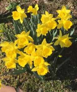 25 Daffodil Bulbs for Planting - Yellow Daffodil Flower Bulbs - Lent Lily - Yellow Narcissus Bulbs - Ornamental Plant for Outdoor Garden