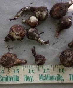 25 Daffodil Bulbs for Planting - Yellow Daffodil Flower Bulbs - Lent Lily - Yellow Narcissus Bulbs - Ornamental Plant for Outdoor Garden