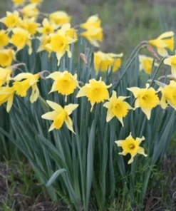 25 Daffodil Bulbs for Planting - Yellow Daffodil Flower Bulbs - Lent Lily - Yellow Narcissus Bulbs - Ornamental Plant for Outdoor Garden