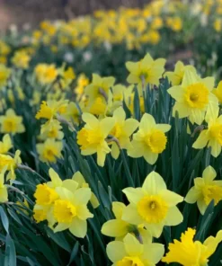 25 Daffodil Bulbs for Planting - Yellow Daffodil Flower Bulbs - Lent Lily - Yellow Narcissus Bulbs - Ornamental Plant for Outdoor Garden