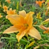 3 Flora's Fancy Daylily Roots for Planting - Apricot Daylily Flower Plant - Ornamental Plant for Outdoor Garden